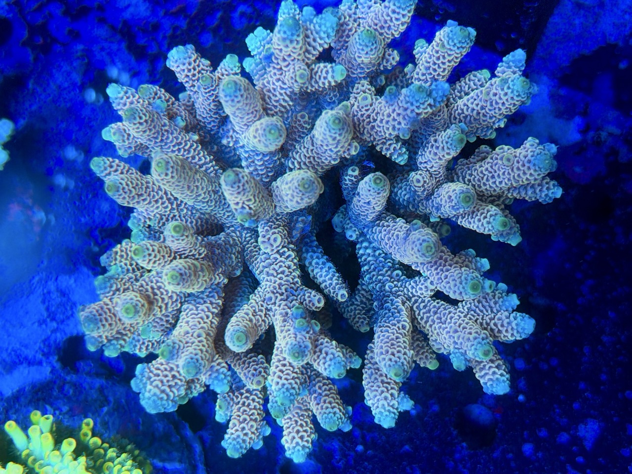 Acropora millepora XXL – Bild 2