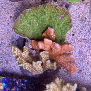 Montipora Mix Stone