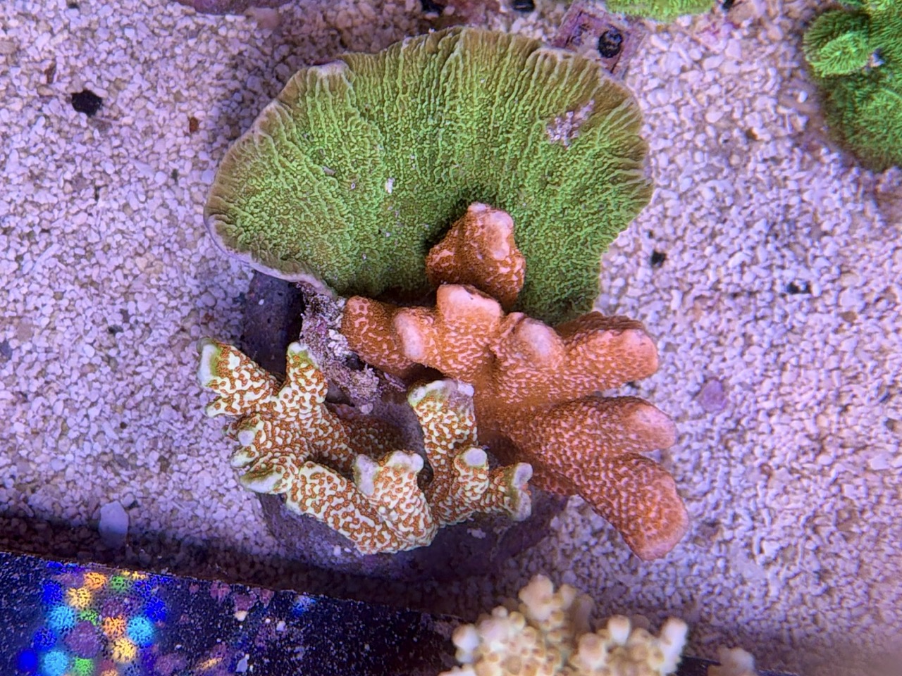 Montipora Mix Stone