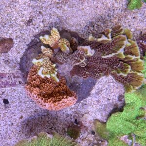 Montipora Mix Stone
