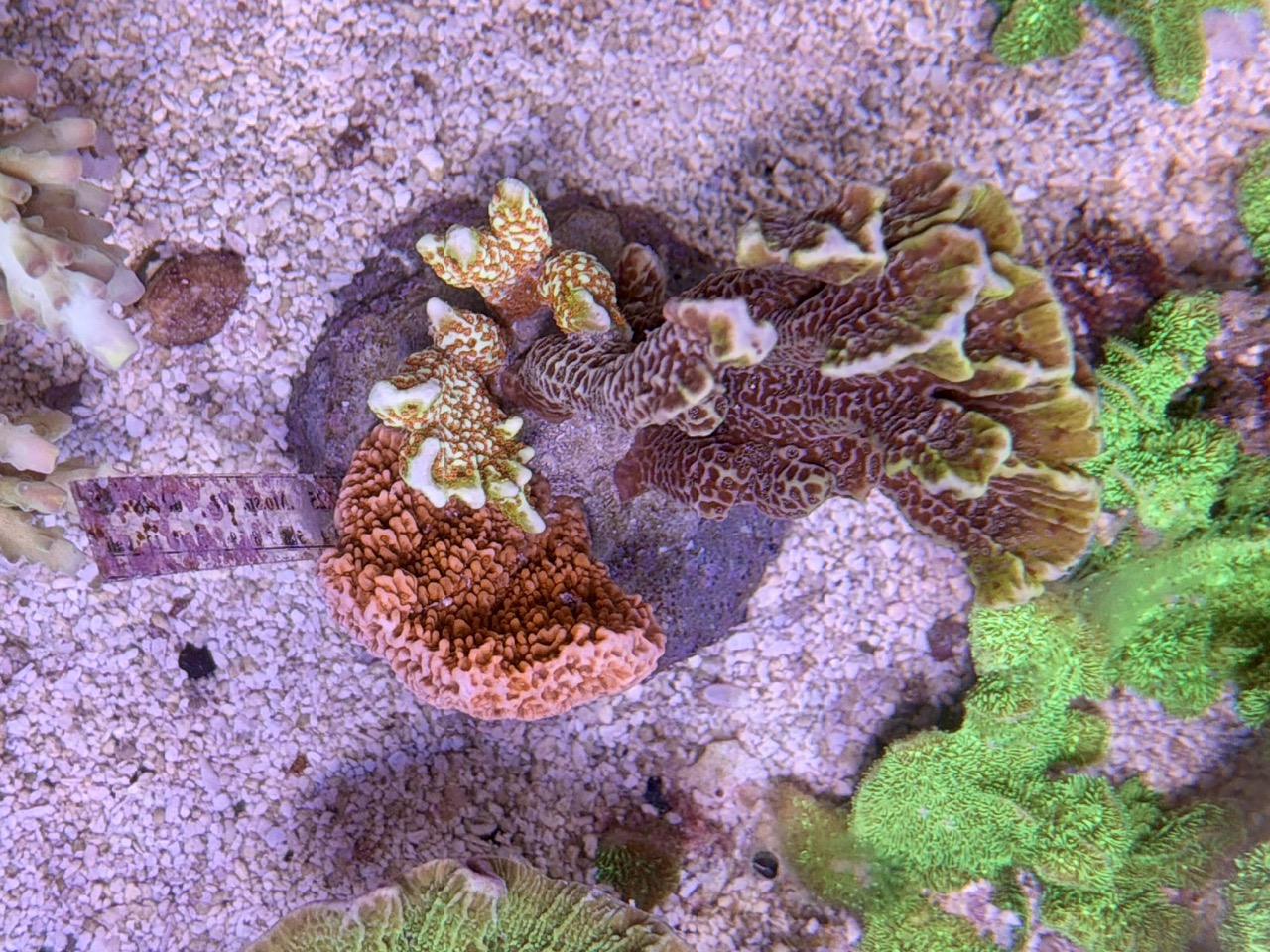 Montipora Mix Stone