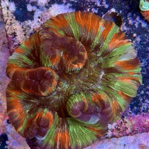 Wellsophyllia radiata, WYSIWYG
