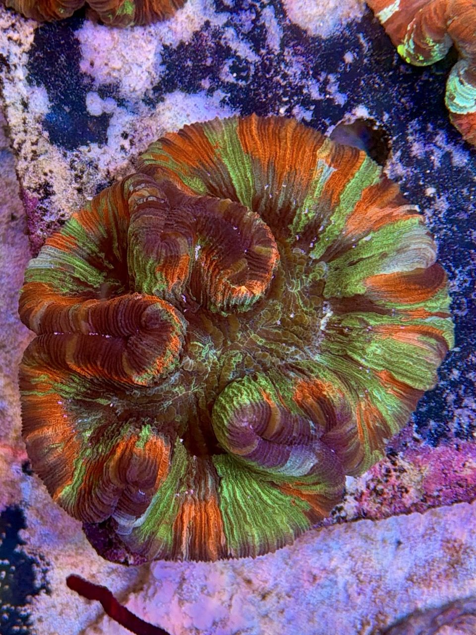 Wellsophyllia radiata, WYSIWYG