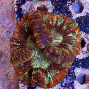 Wellsophyllia radiata, WYSIWYG