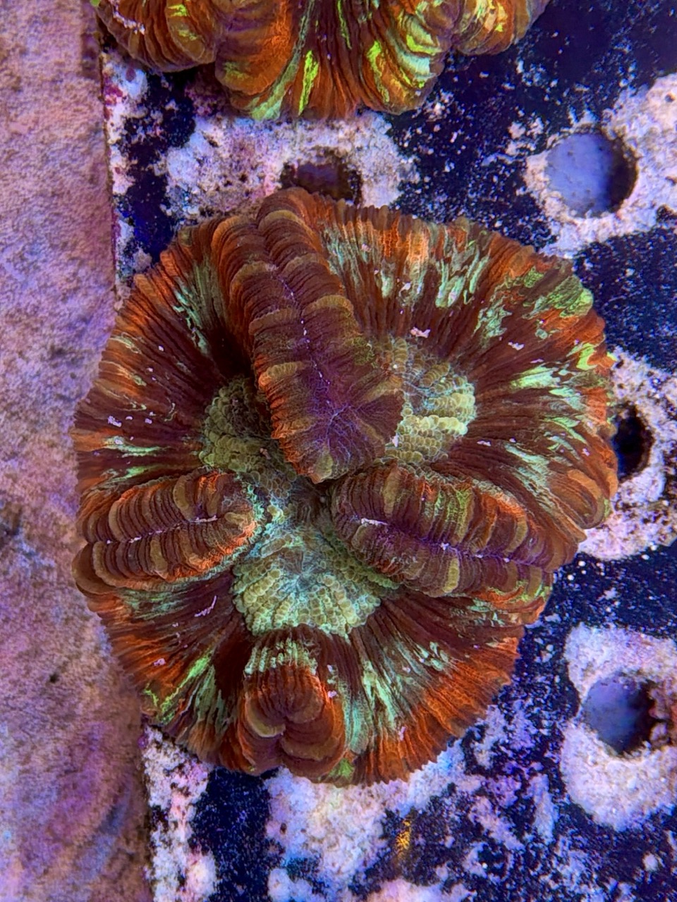 Wellsophyllia radiata, WYSIWYG