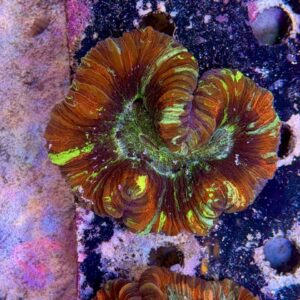 Wellsophyllia radiata, WYSIWYG