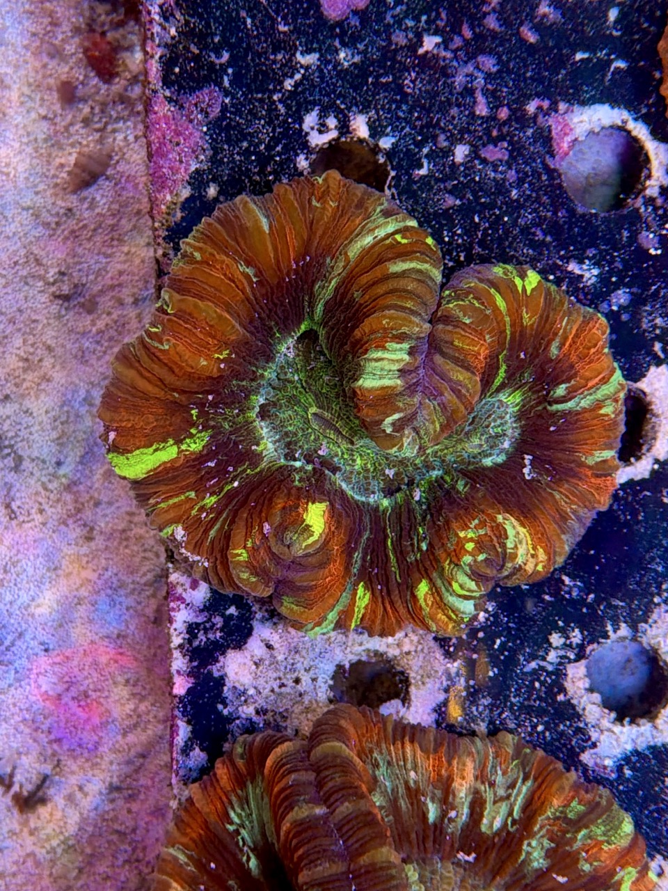 Wellsophyllia radiata, WYSIWYG