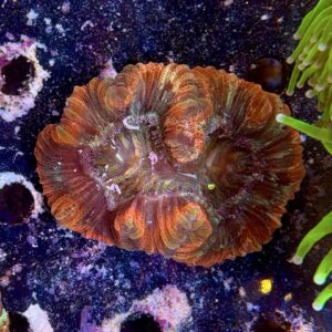 Trachyphyllia geofroyii, WYSIWYG