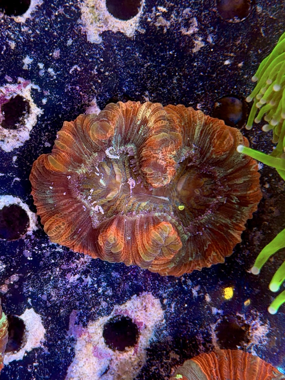 Trachyphyllia geofroyii, WYSIWYG