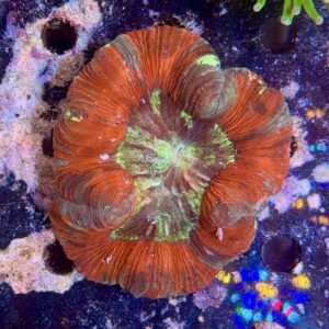 Trachyphyllia geofroyii, WYSIWYG