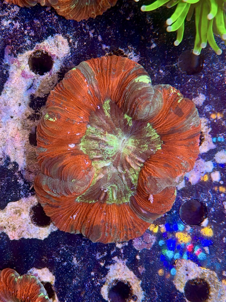 Trachyphyllia geofroyii, WYSIWYG