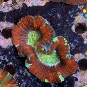 Trachyphyllia geofroyii, WYSIWYG