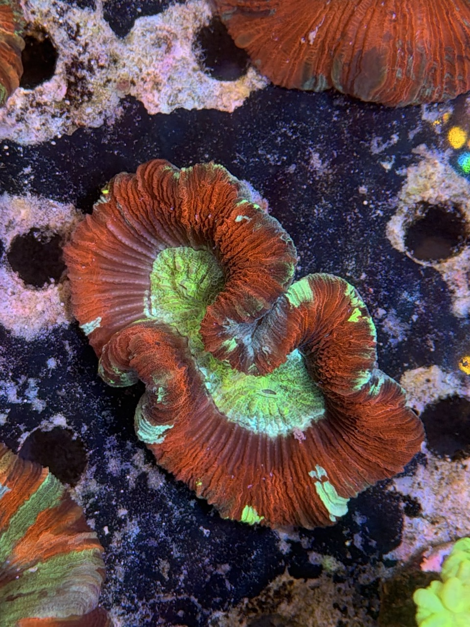 Trachyphyllia geofroyii, WYSIWYG