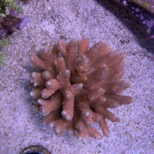 Acropora millepora wild colony XL