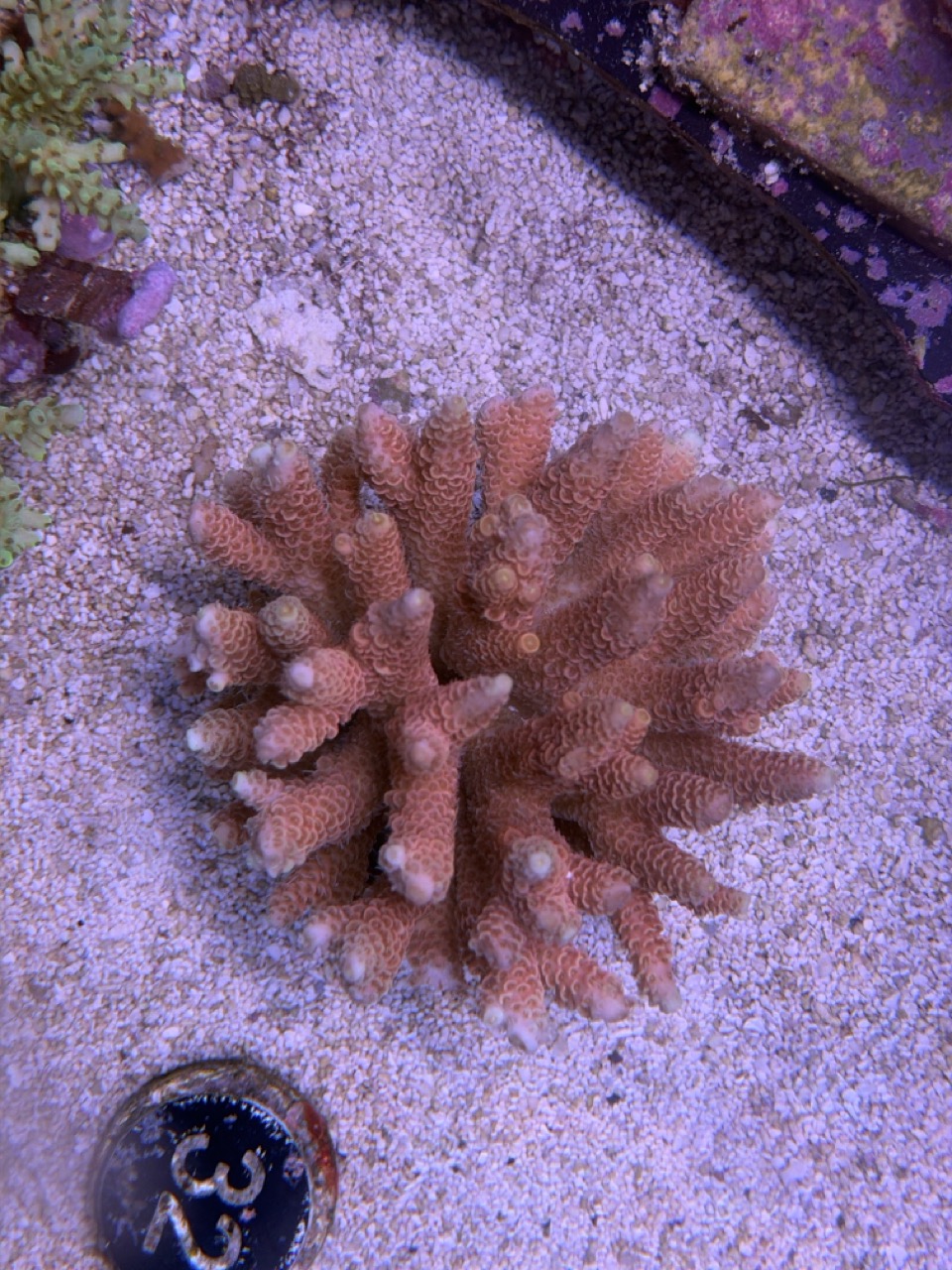 Acropora millepora wild colony XL