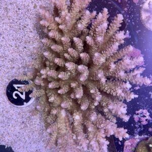 Acropora tenuis wild colony XXL