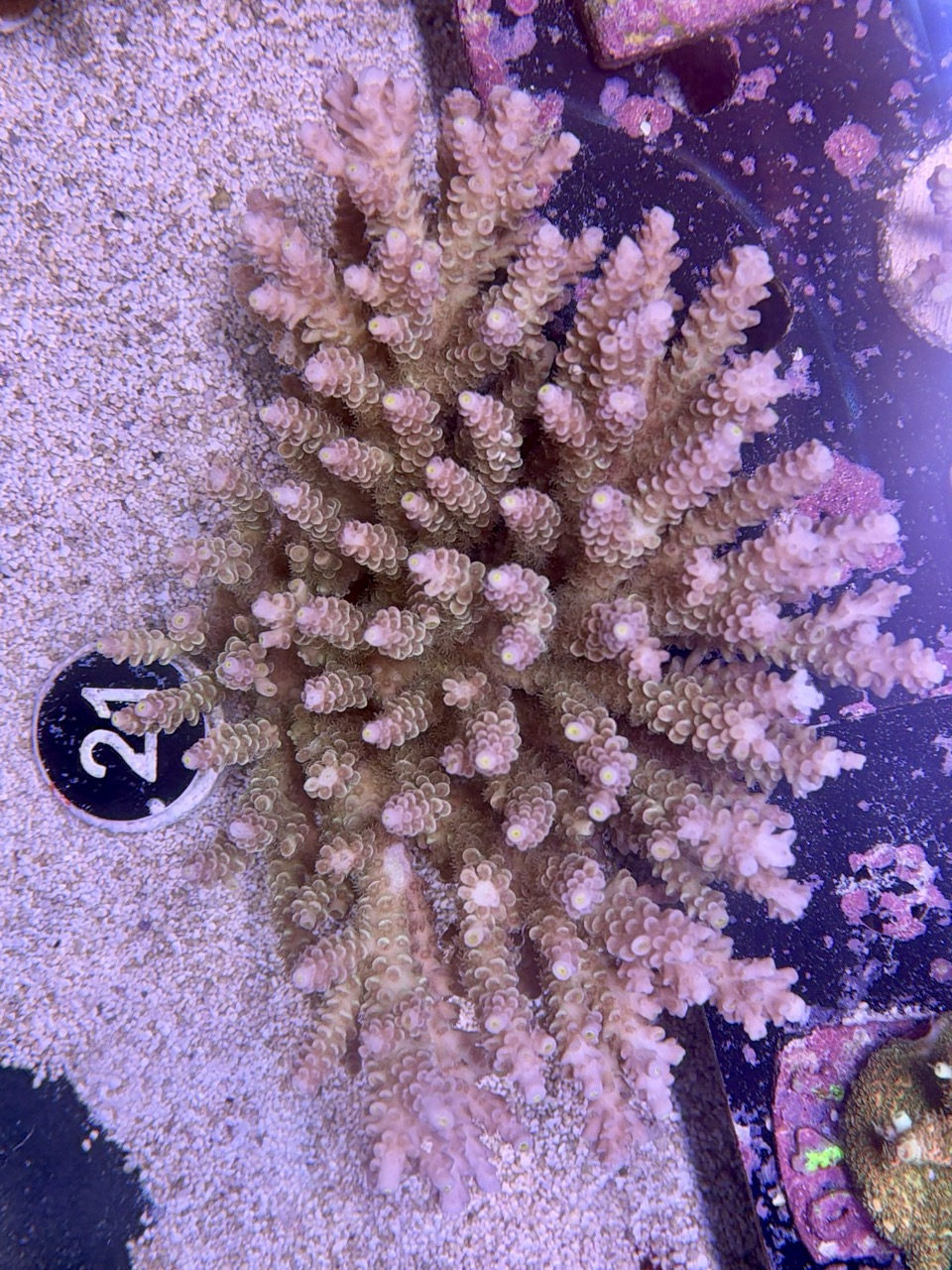 Acropora tenuis wild colony XXL