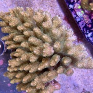 Acropora millepora wild colony XXL