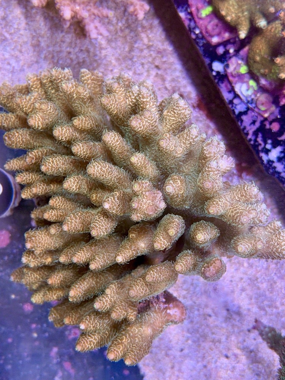Acropora millepora wild colony XXL