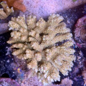 Acropora microlados XL