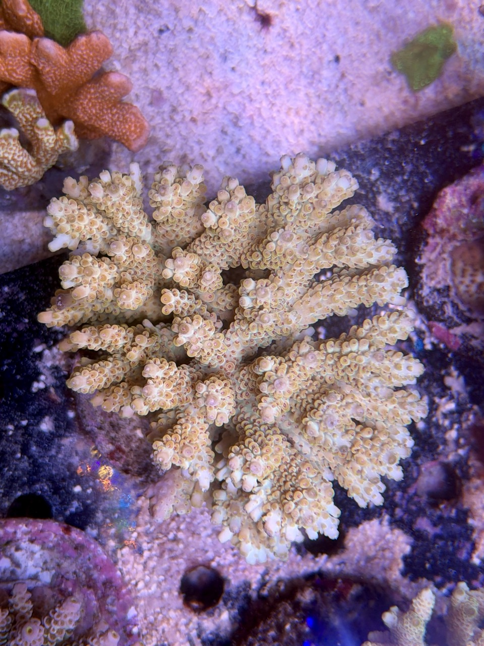 Acropora microlados XL