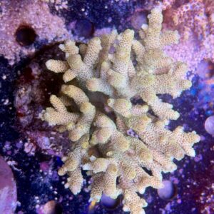 Acropora millepora XL