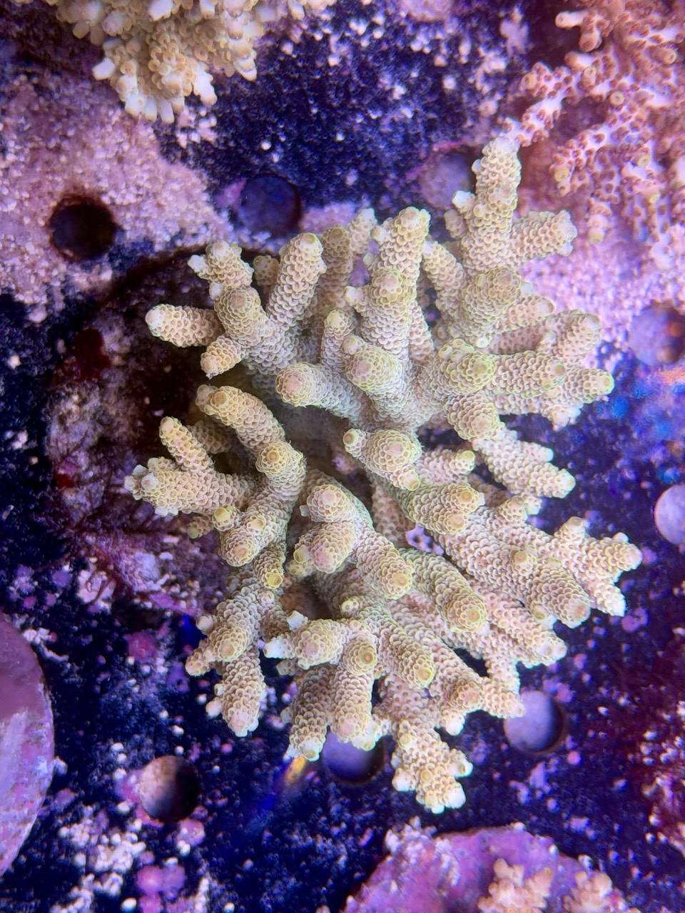 Acropora millepora XL
