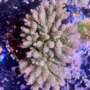 Acropora tenuis XXL