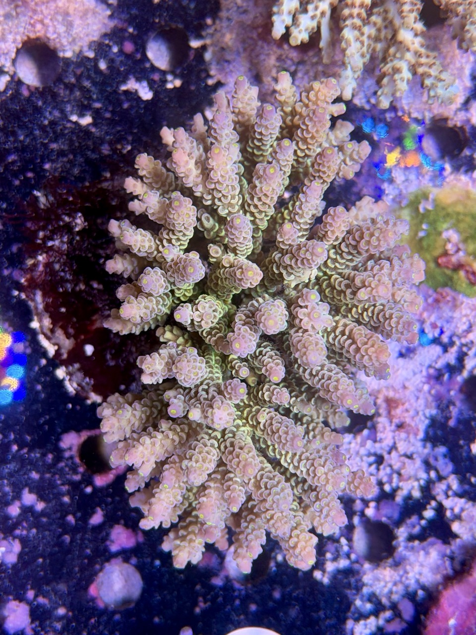 Acropora tenuis XXL