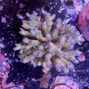 Acropora tenuis XXL