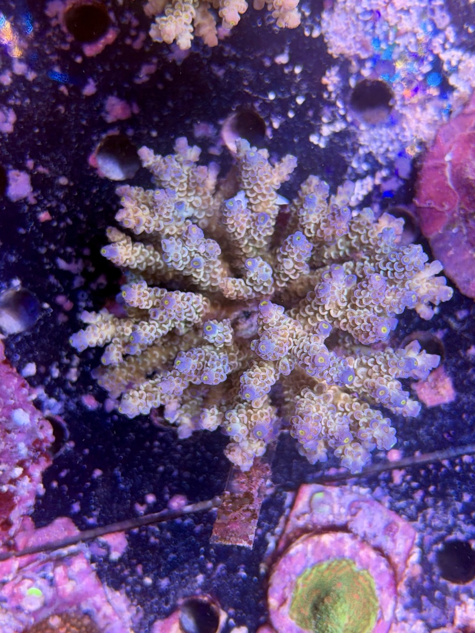 Acropora tenuis XXL