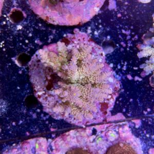 Acropora tenuis XL