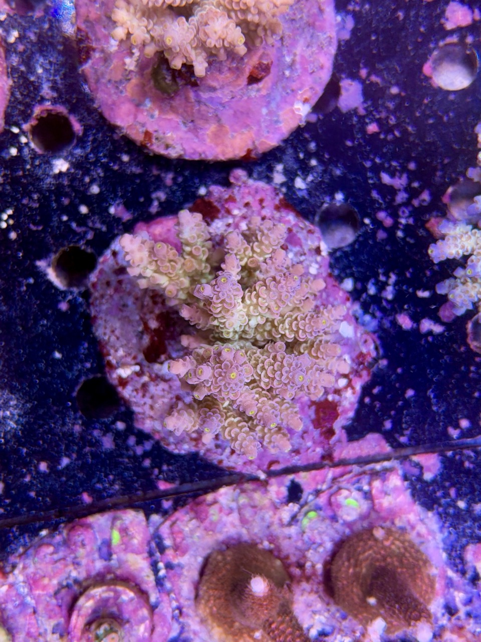 Acropora tenuis XL