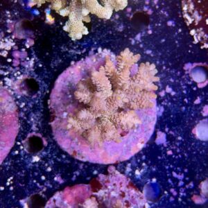Acropora tenuis XL