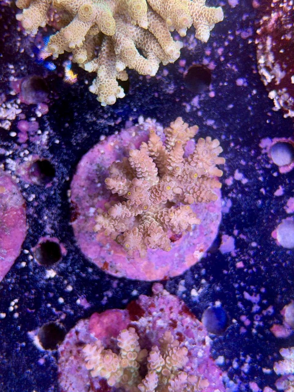 Acropora tenuis XL