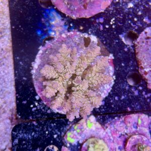 Acropora tenuis XL