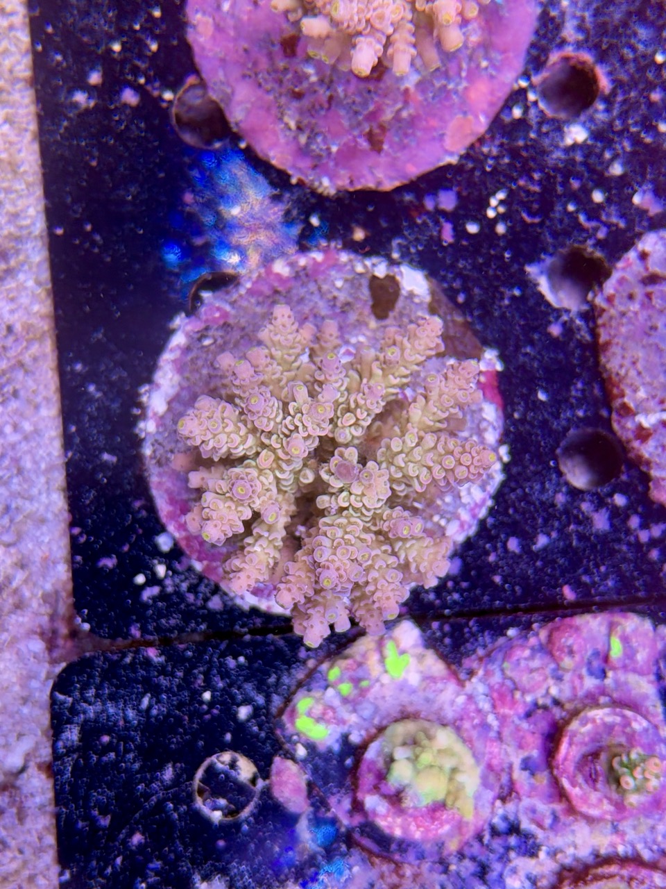 Acropora tenuis XL