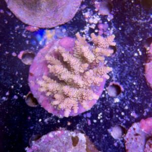 Acropora tenuis XL