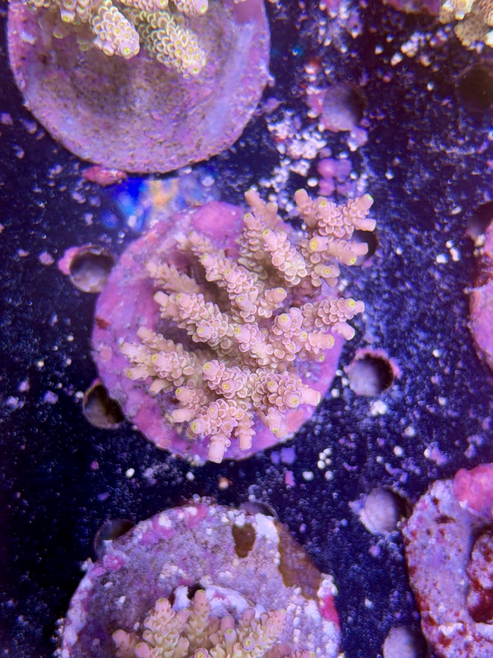 Acropora tenuis XL