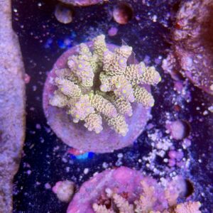 Acropora tenuis L