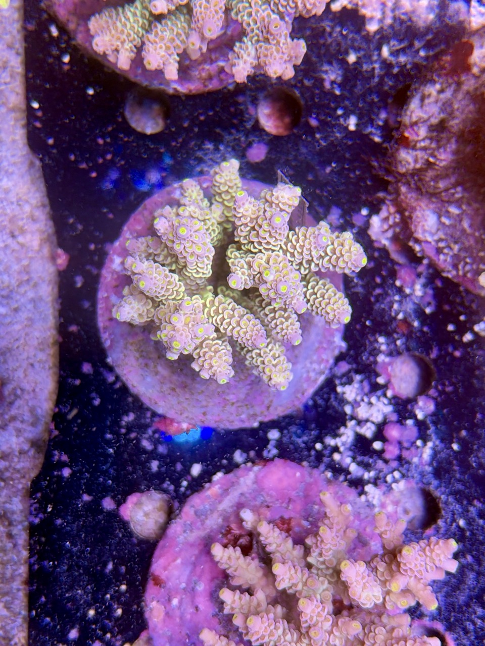 Acropora tenuis L