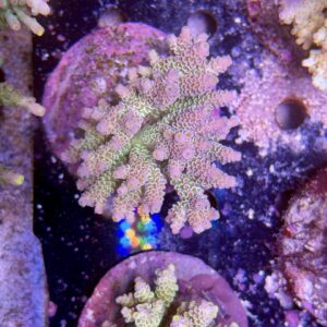 Acropora tenuis L
