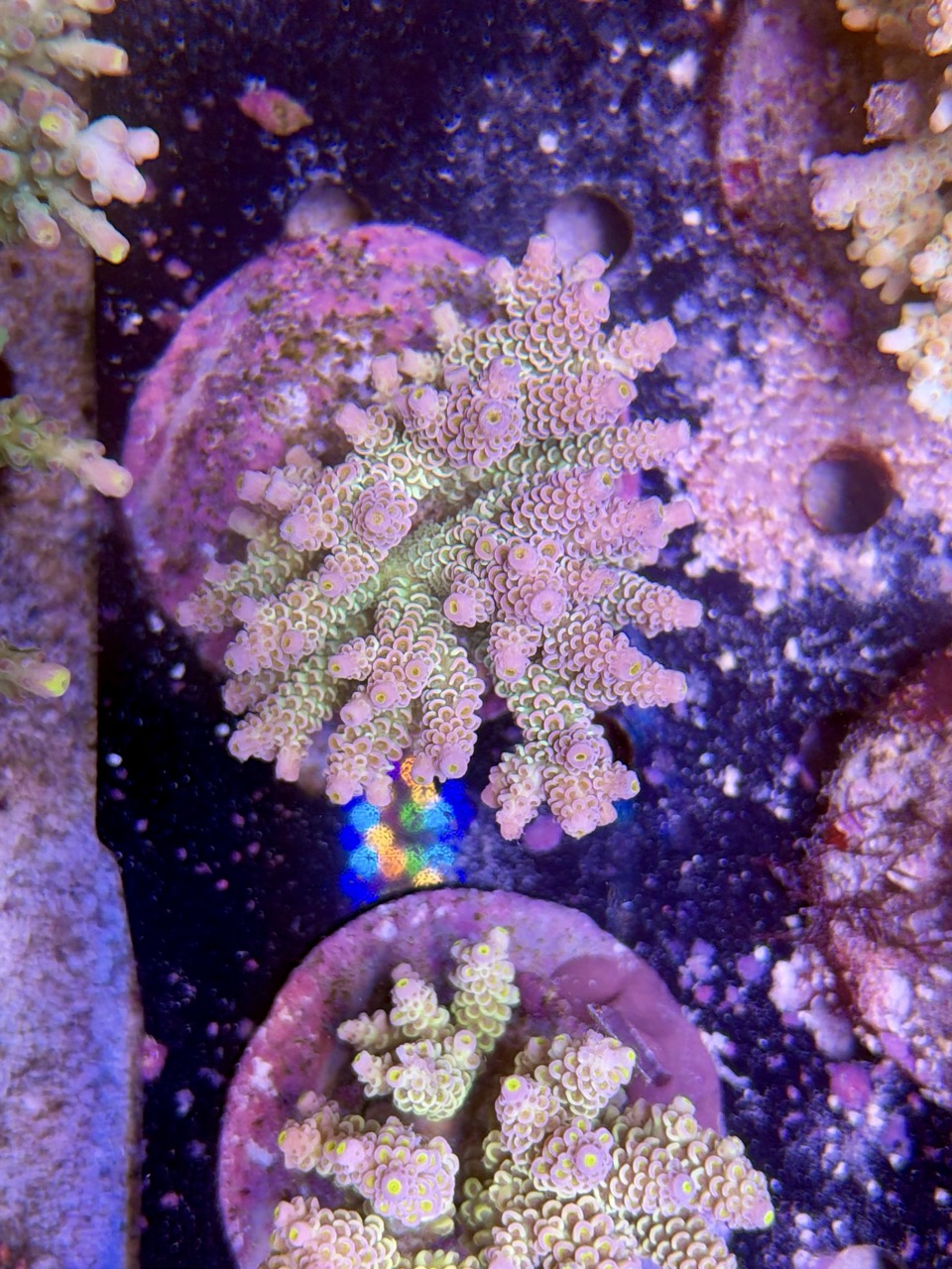 Acropora tenuis L