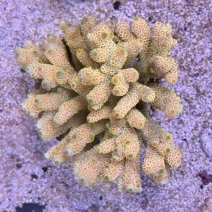Acropora millepora XL
