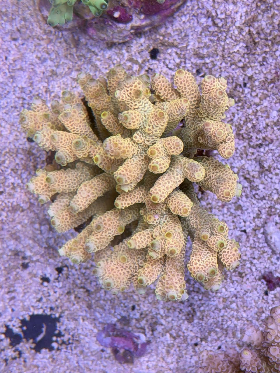 Acropora millepora XL