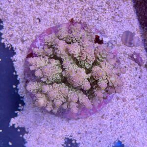 Acropora tenuis XL
