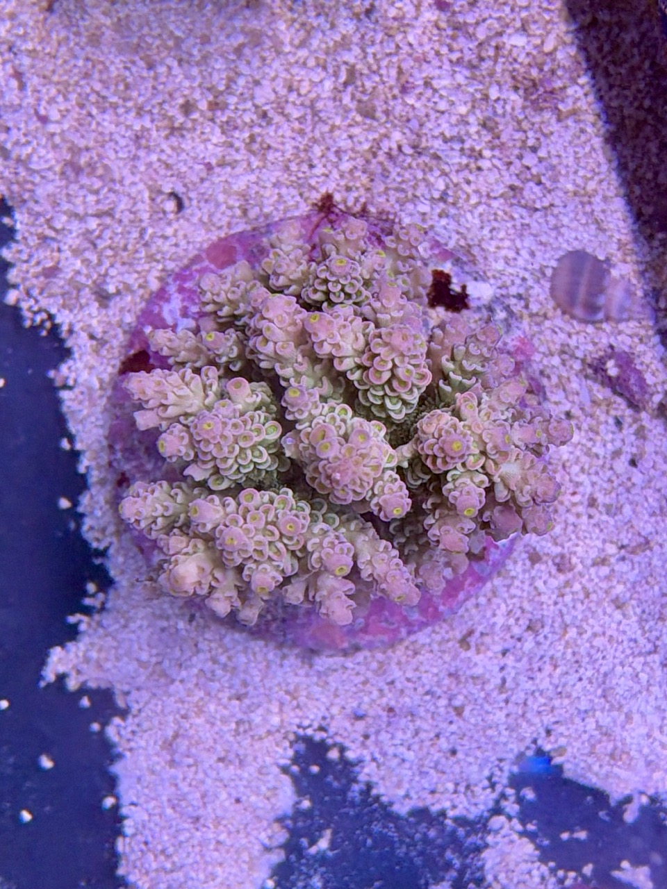 Acropora tenuis XL