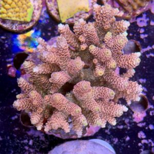 Acropora millepora XL