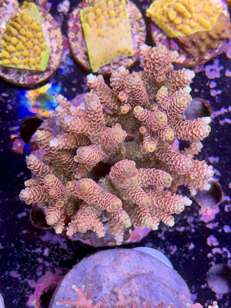 Acropora millepora XL