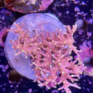 Acropora echinata L